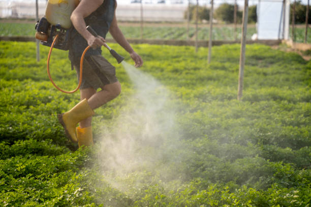 Best Exterminator Services  in Brookside Village, TX