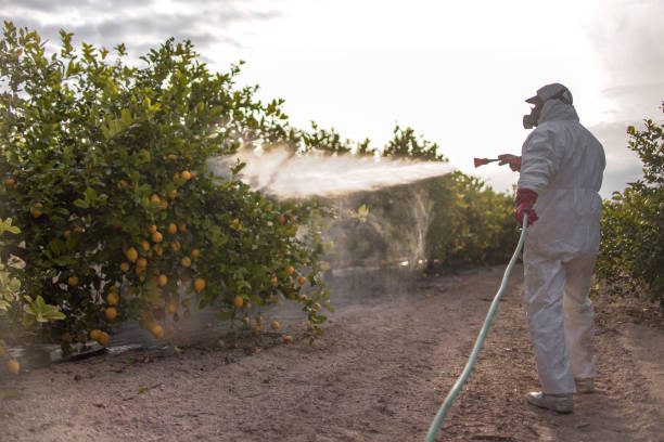 Best Commercial Pest Control Services  in Brookside Village, TX