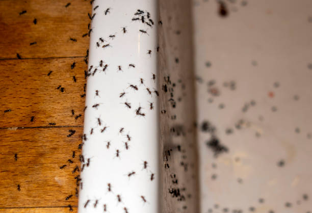 Best Wasp Removal Services  in Brookside Village, TX