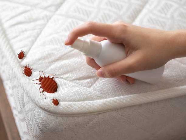 Best Flea Control Services  in Brookside Village, TX