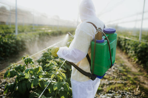 Best Affordable Pest Control Services  in Brookside Village, TX